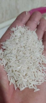  غلات | برنج برنج هاشمی گیلان درجه یک