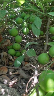  میوه | لیمو ترش لیمو ارگانیک
