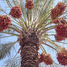  میوه | خرما کلوته