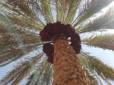  میوه | خرما رطب مضافتی