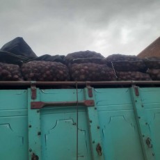  صیفی | پیاز پیاز