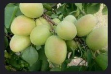  میوه | زردآلو صادراتی عسگر اباد
