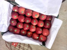  میوه | سیب سیب قرمز لوکس درجه 1