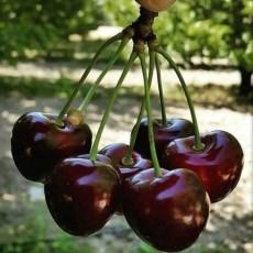  میوه | گیلاس گلمکان