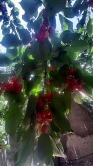  میوه | گیلاس گیلاس تکدانه