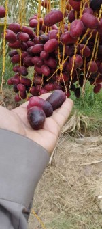  میوه | خرما ربی و مضافتی و ضایعات