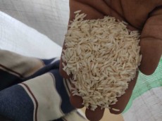  غلات | برنج طارم و شیرودی و فجر
