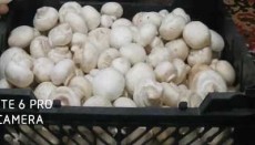  صیفی | قارچ قارچ دکمه ایی صدفی فروش عمده و خرده