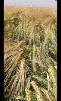  بذر و نهال | بذر گندم حیدری پیشگام جو واکسیما