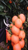  میوه | نارنگی نارنگی ژاپنی