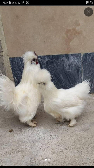  مواد پروتئینی | تخم مرغ محلی