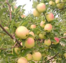  میوه | سیب سیب درجه 1 زرد درختیجگ