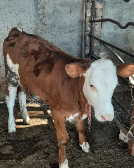  مواد پروتئینی | گوشت فروش گاو گوساله