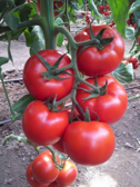  صیفی | گوجه گوجه صادراتی همدان