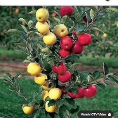  میوه | سیب زرد و قرمز