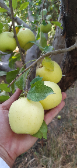  میوه | سیب سیب زرد درجه 1
