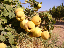  میوه | به اصفهانی درشت