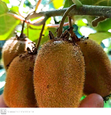  میوه | کیوی کیوی درجه 1 استان گیلان
