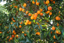 میوه | نارنگی نارنگی محلی دیر رس