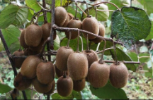  میوه | کیوی کیوی هایوارد طلایی صادراتی