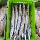  مواد پروتئینی | ماهی انواع ماهی تازه جنوب