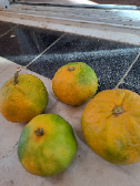  میوه | نارنگی نارنگی ژاینی