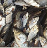  مواد پروتئینی | ماهی ماهی کپور و فیتو
