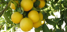  میوه | لیمو شیرین فروش لیموشیرن