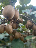  میوه | کیوی کیوی صادراتی