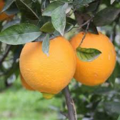  میوه | پرتقال پرتقال تامسون  نوبل  درجه یک