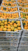  میوه | پرتقال پرتغال برگى واكسى و نارنگى محلى واكسى برگى موجود است