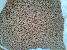  غلات | گندم گندم آذر 2