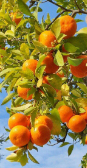  میوه | پرتقال تامسون و نارنگی