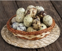  مواد پروتئینی | تخم مرغ تخم بلدرچین