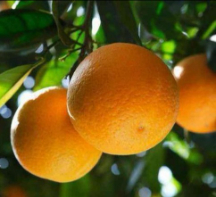  میوه | پرتقال پرتقال تامسون