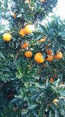  میوه | پرتقال شیشه ای