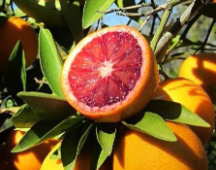  میوه | پرتقال تامسون تو سرخ
