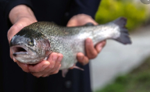  مواد پروتئینی | ماهی ماهی قزل آلا