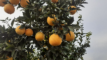  میوه | پرتقال تامسون سر درختی