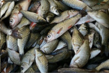  مواد پروتئینی | ماهی بچه ماهی کپور