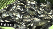  مواد پروتئینی | ماهی بچه ماهی تیلاپیا