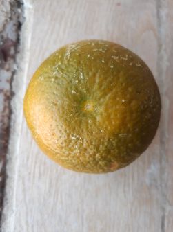  میوه | نارنگی خارو شیرین ارگانیک