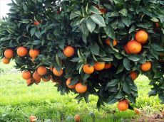  میوه | پرتقال پرتقال نارنگی و سایر مرکبات
