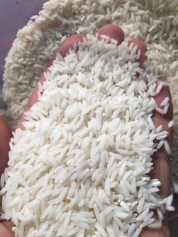  غلات | برنج طارم کشت اول و دوم