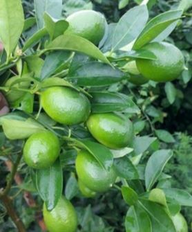  میوه | لیمو ترش لیموی لایم کوات