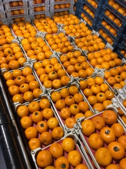  میوه | نارنگی واکسی صادراتی تک رج 12 تایی