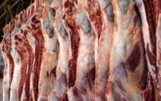  مواد پروتئینی | گوشت لاشه گاوی ماده