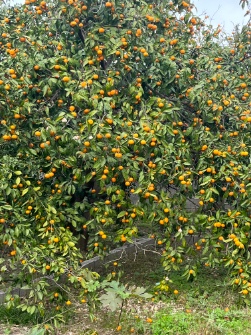  میوه | پرتقال تامسون سر درختی
