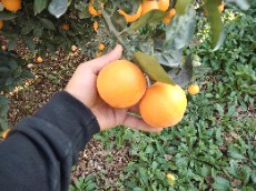  میوه | پرتقال پرتقال کوهستانی