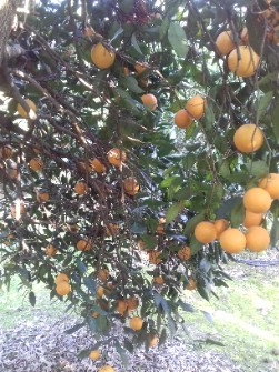  میوه | پرتقال تامسون یکدست متوسط چیده شده